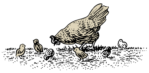 Chicken breeding